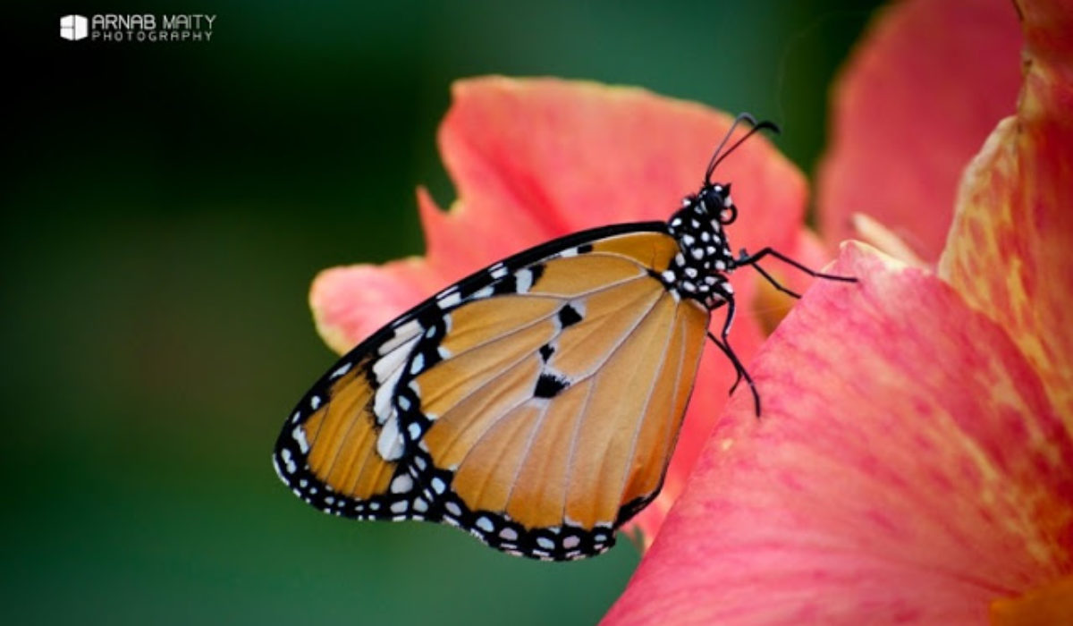 10 Useful Tips on Photographing Butterflies