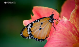 10 Useful Tips on Photographing Butterflies