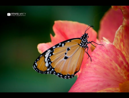 10 Useful Tips on Photographing Butterflies