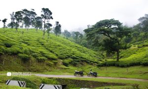 Bangalore To Munnar: From Mundane Highways to Misty Hills