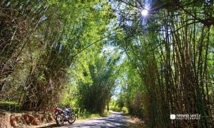 The Weekly Frame – Ride through the Bamboo Forests