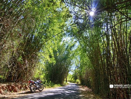 The Weekly Frame – Ride through the Bamboo Forests