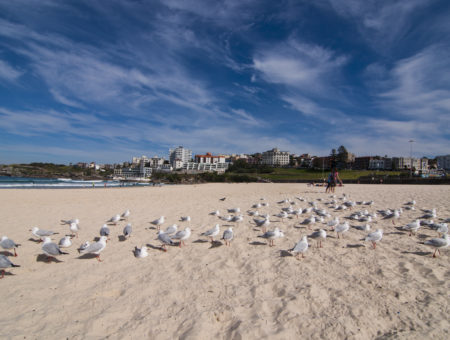 The Weekly Frame – Seagulls of Bondi