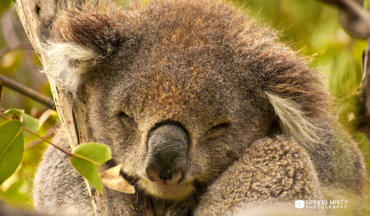 The Weekly Frame – Sleepy Koala – The Cutest Australian