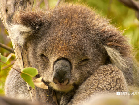 The Weekly Frame – Sleepy Koala – The Cutest Australian