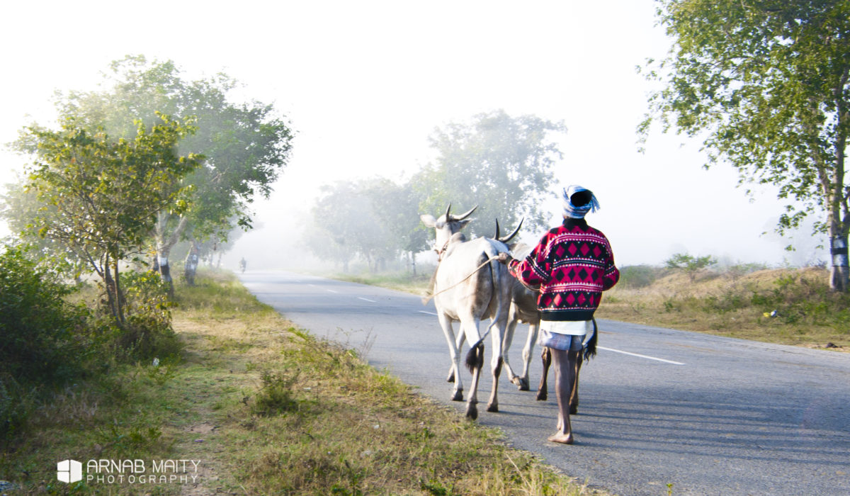 The Weekly Frame – Foggy Morning